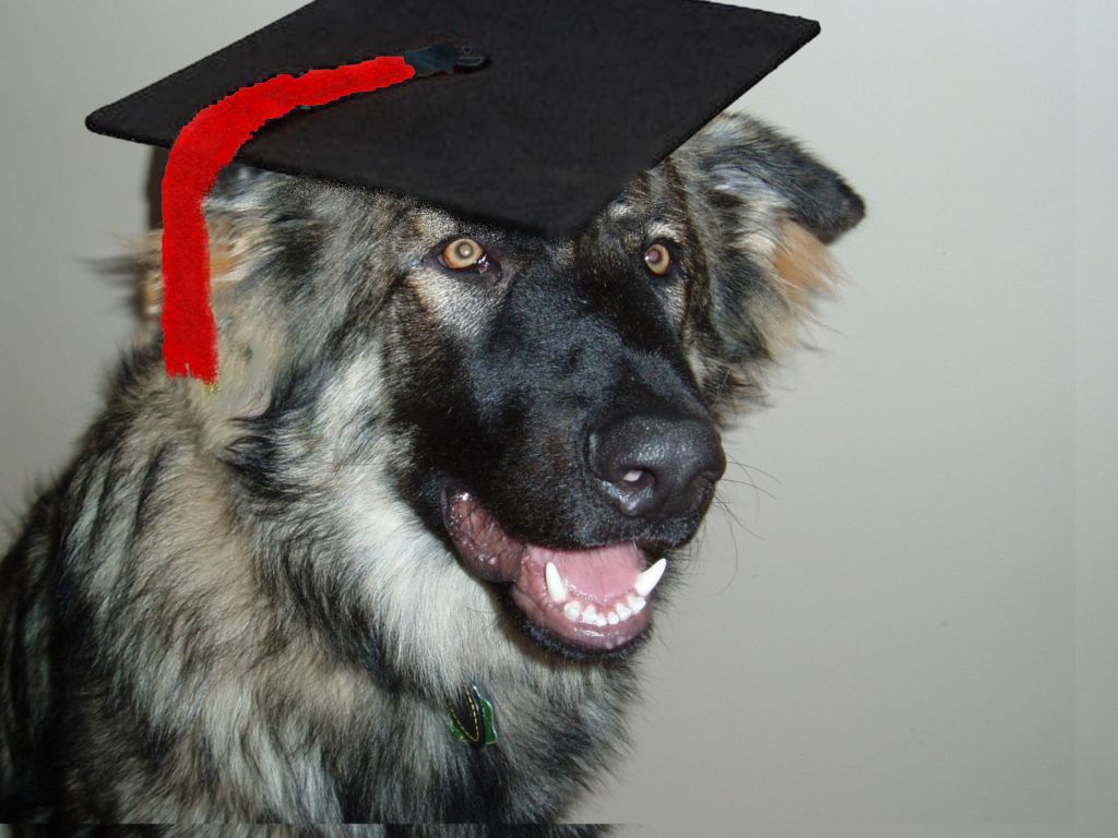 A Pawsitive Difference Dog Training School - Logo