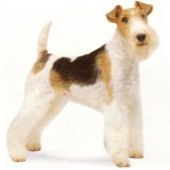 A Pooch Parlour Pet Grooming Salon - Logo