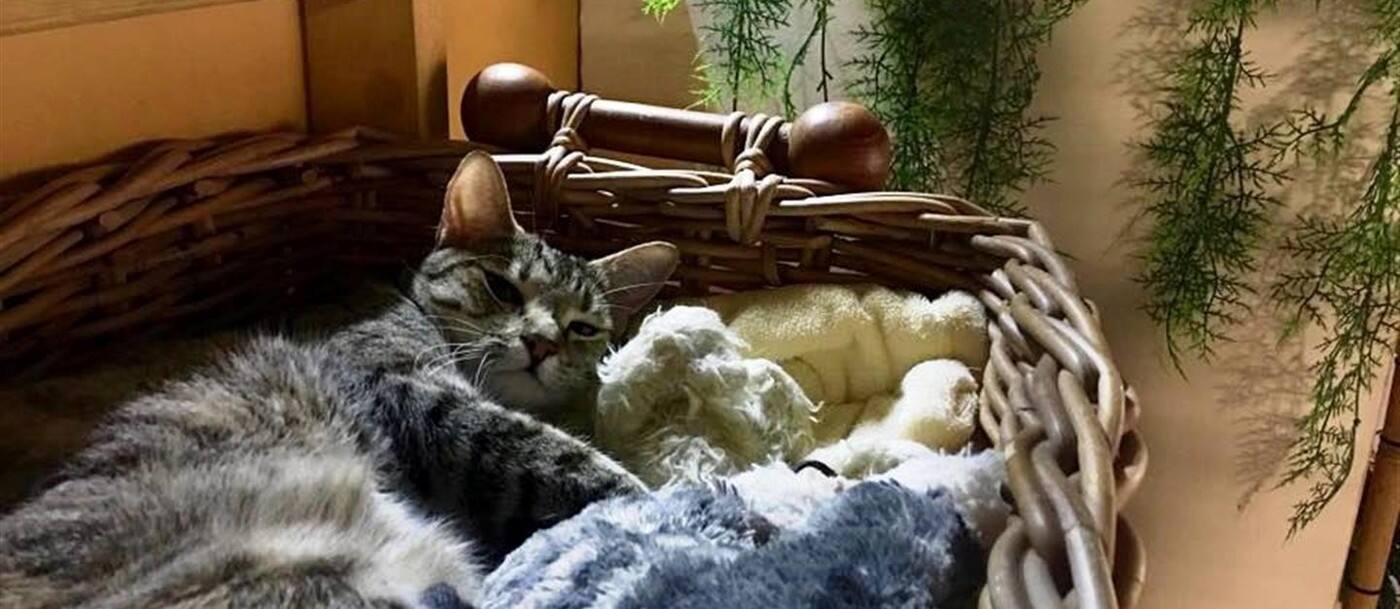 a Purrfect Paws - Logo