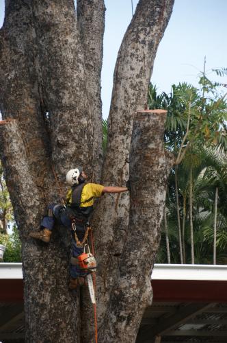 Arafura Tree Services - Logo