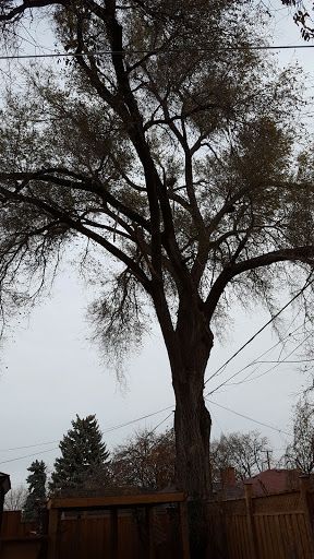 Arbor Brothers Tree Care - Cover photo