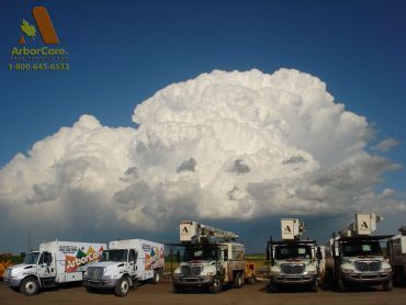 ArborCare Tree Service Ltd. - Cover photo