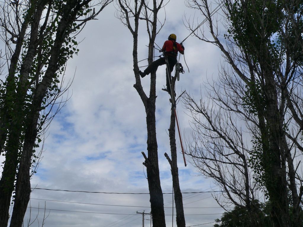 Arboriculteur-élagueur Richard Lanthier - Logo
