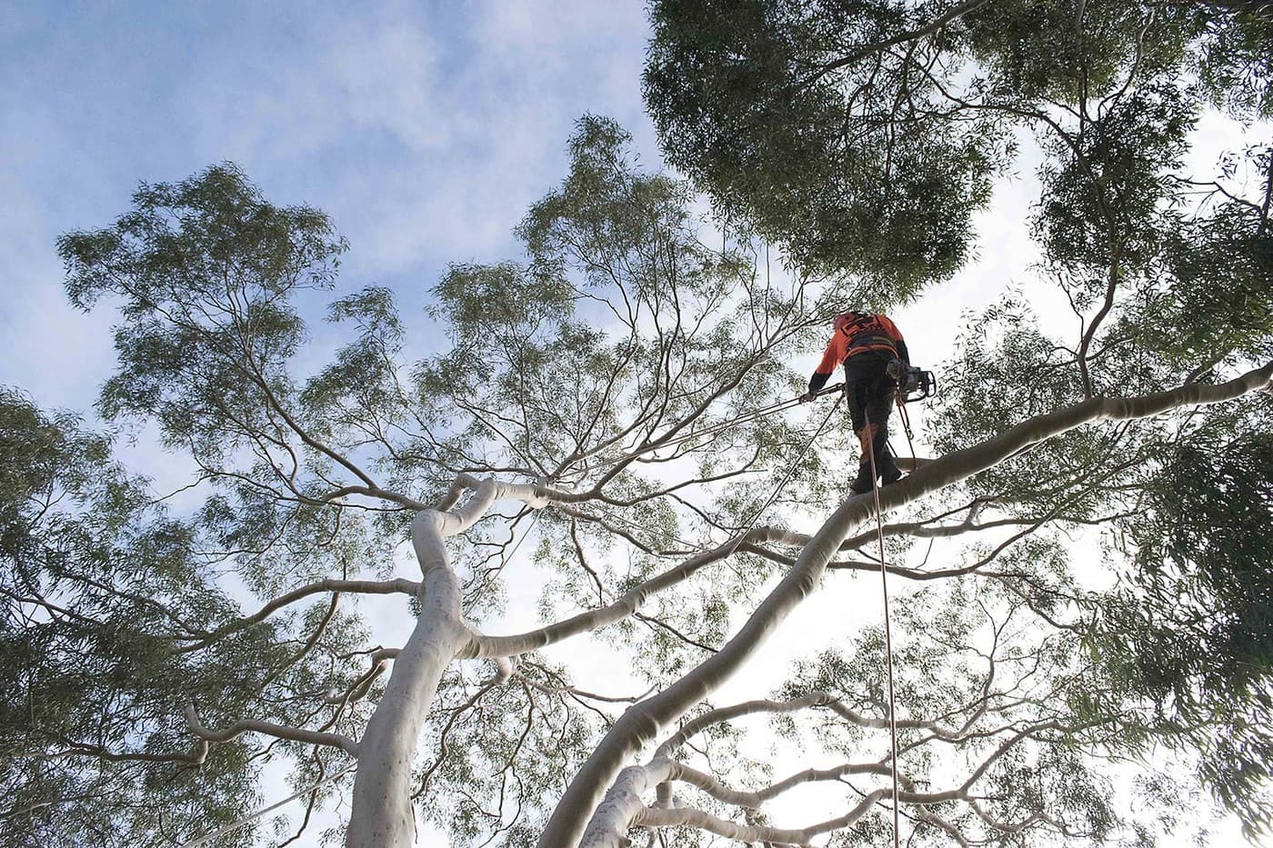 ARBOZ TREE SERVICES - Cover photo