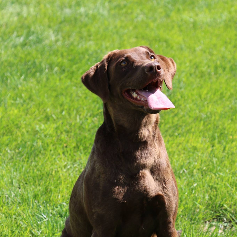 Archway Labradors - Logo