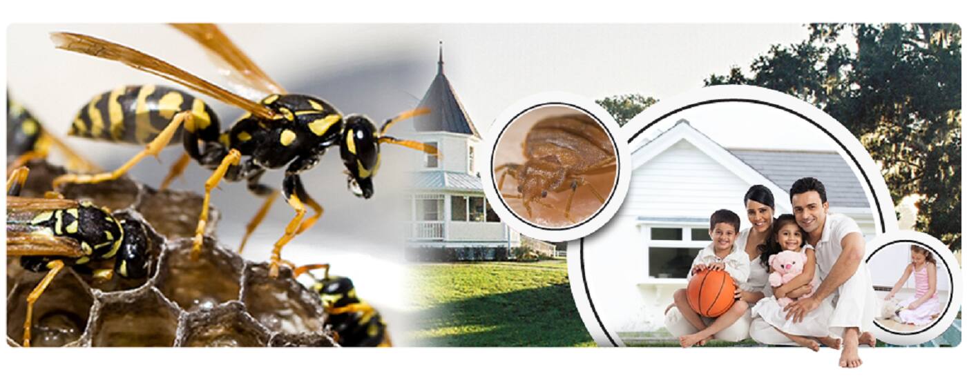 Arrow Exterminating - Cover photo