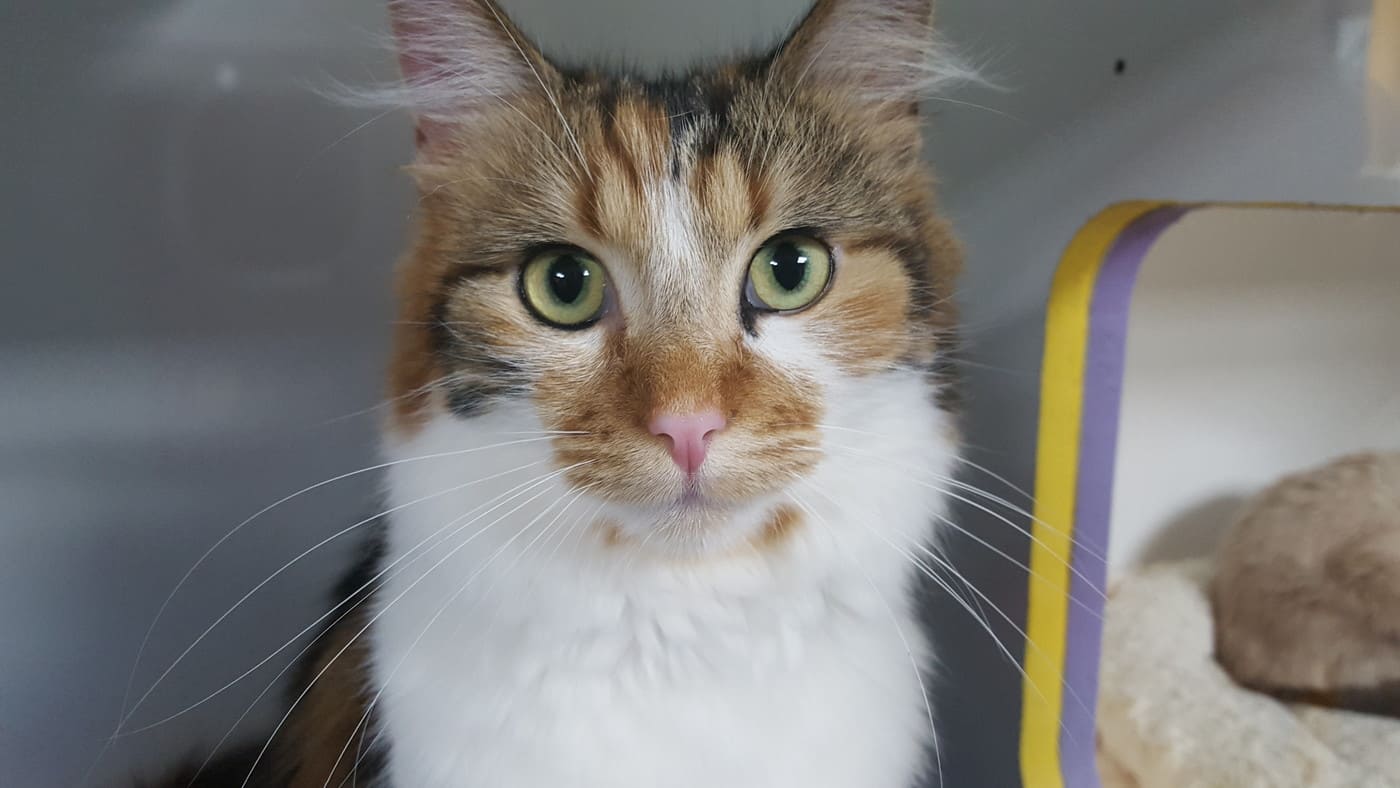 Ascot Cat Care - Logo