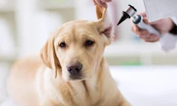 Asha Arun'S Pet Home Boarding - Logo