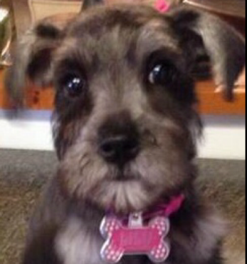 Ashley&s;s Pampered Pups - Logo