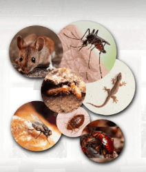 Asian Pest Control India - Logo
