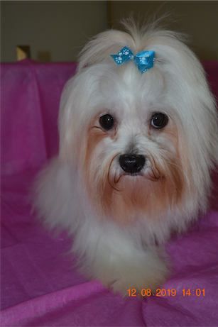 A Tender Touch Grooming Salon - Cover photo