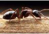 Atlanta Pest Control &a; Wildlife Removal Ltd. - Cover photo