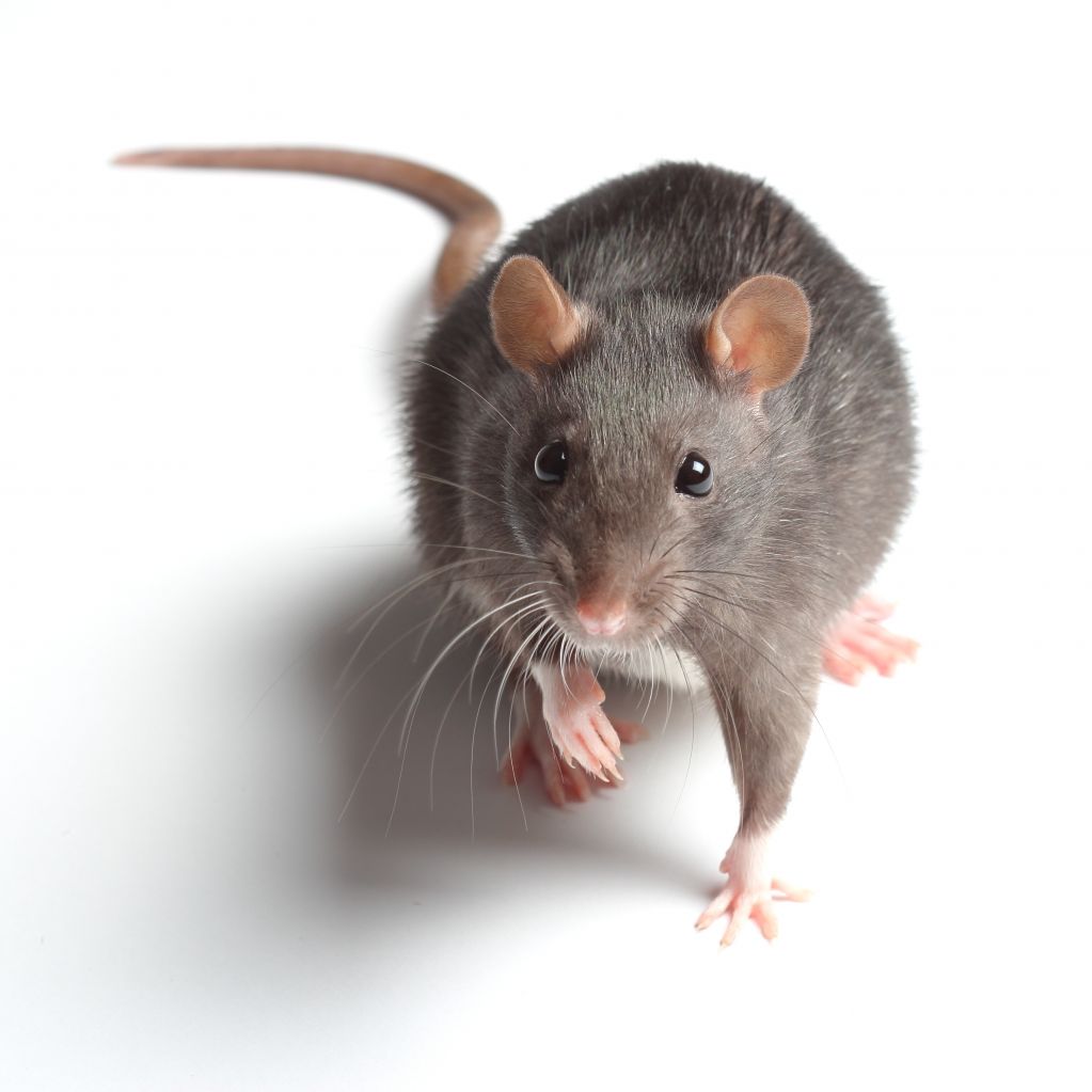 Atlas Pest and Wildlife Control Ltd. - Cover photo