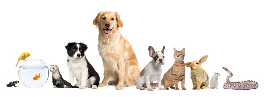 Auramist Lodge Dog Boarding & Cattery - Logo