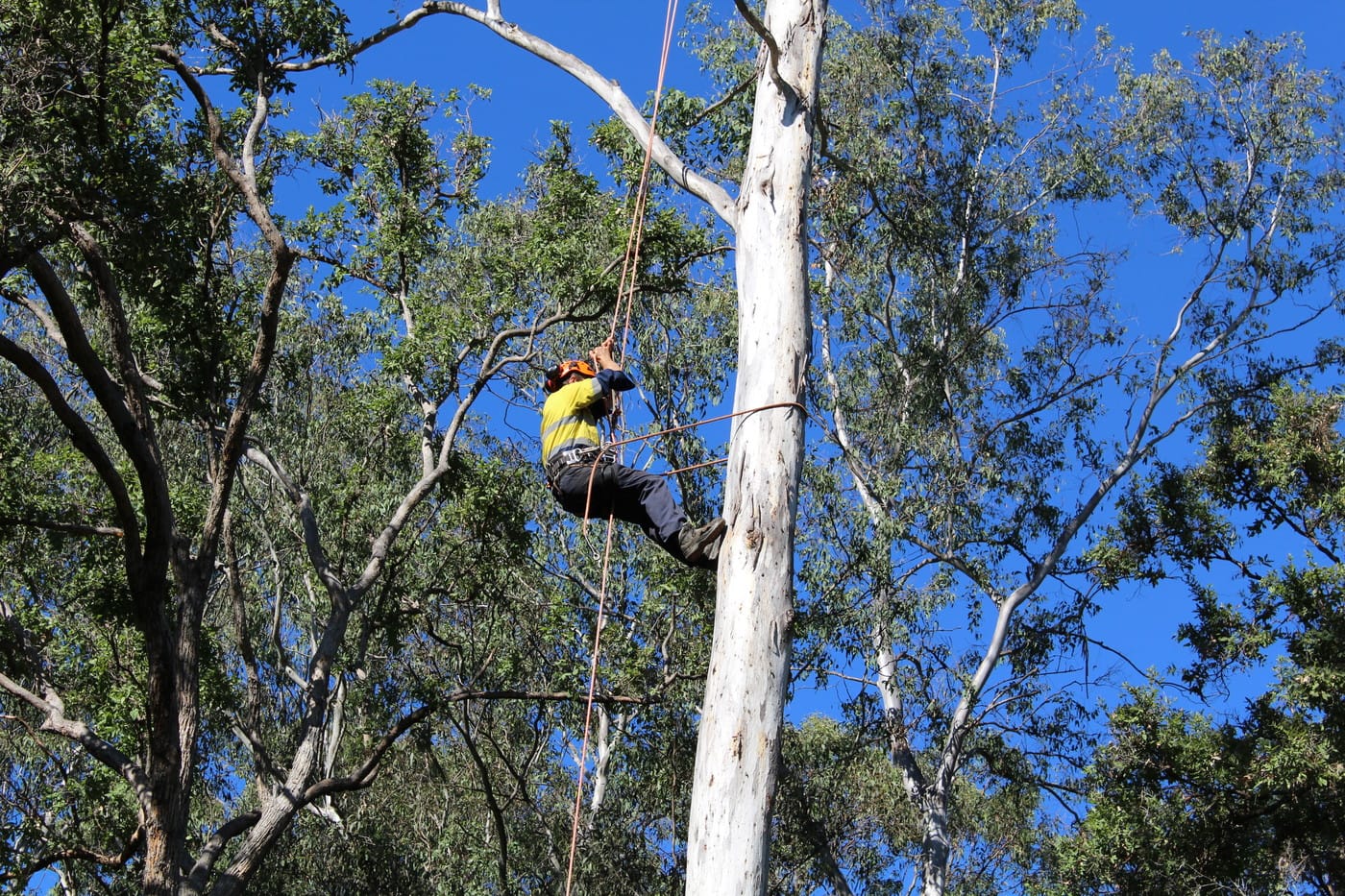 Aussie Tree Solutions - Cover photo