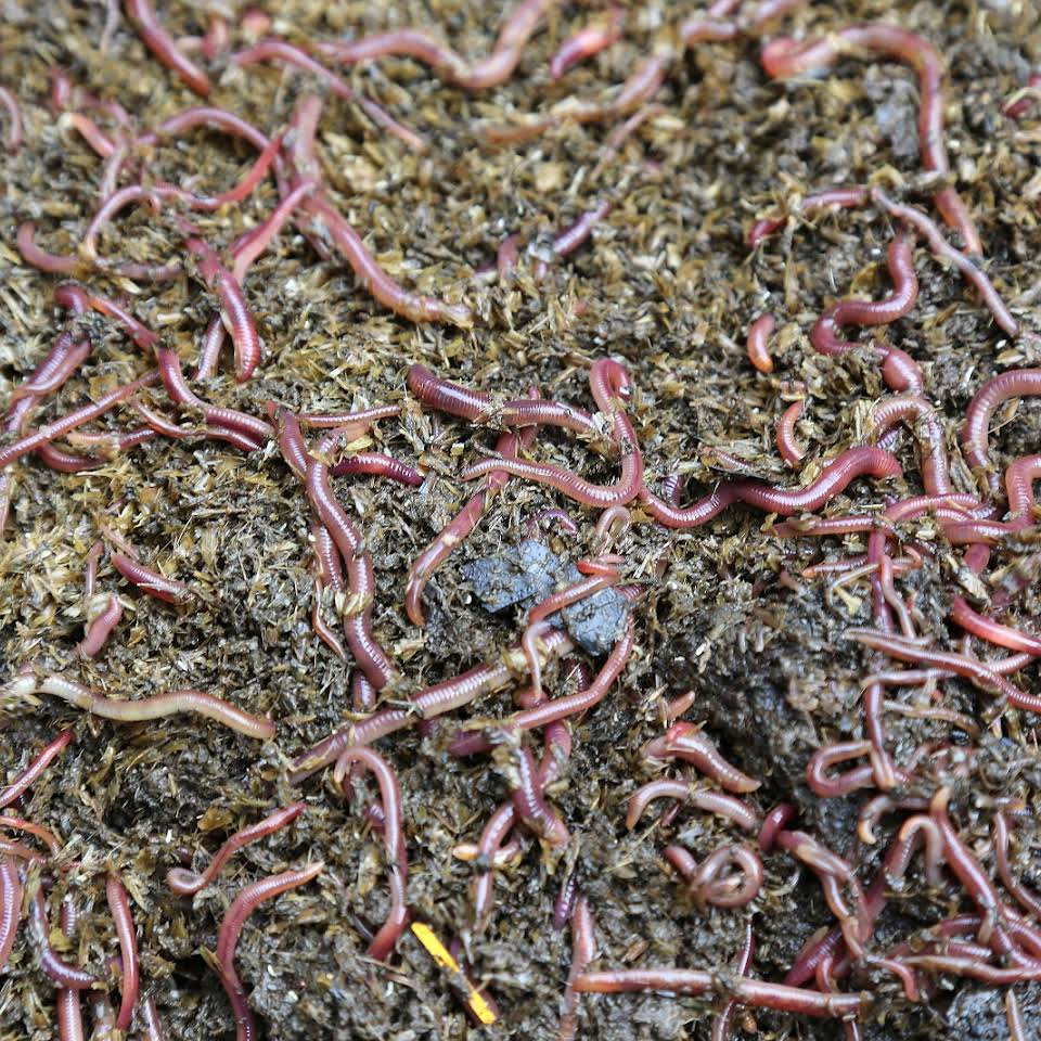 Aussie Worm Power - Cover photo