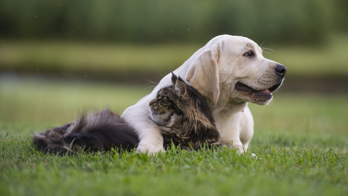 AUSTRALIAN PET BOARDING - Logo