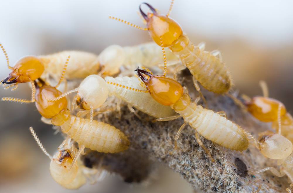 Australian Pest Solution - Cover photo