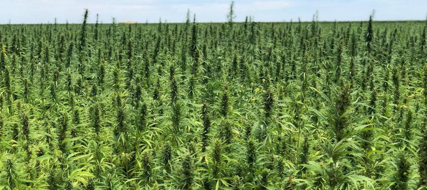 Australian Primary Hemp - Cover photo