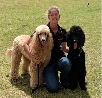 Avanti Dog Training - Logo