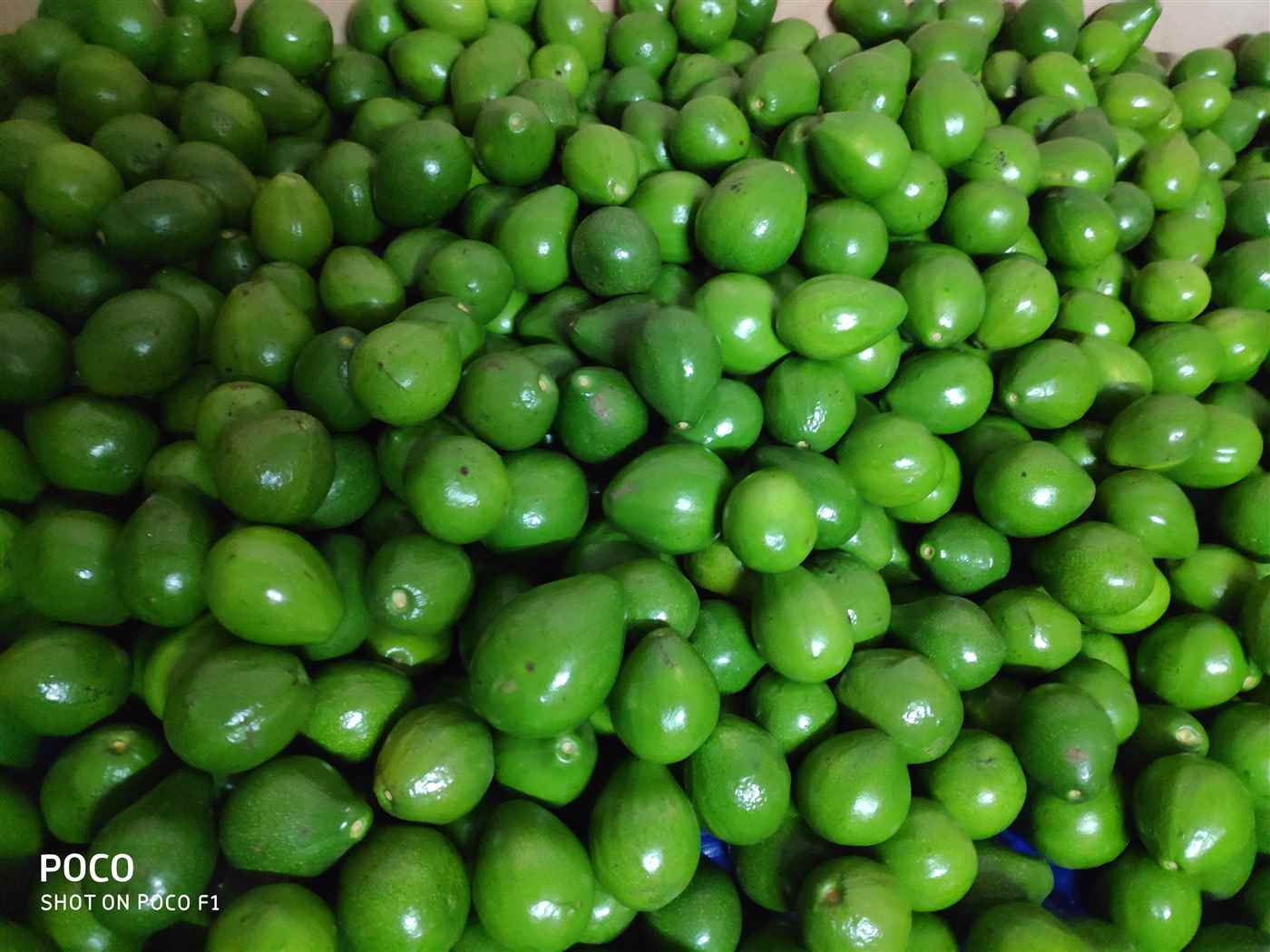 Avocado Nilgris - Cover photo