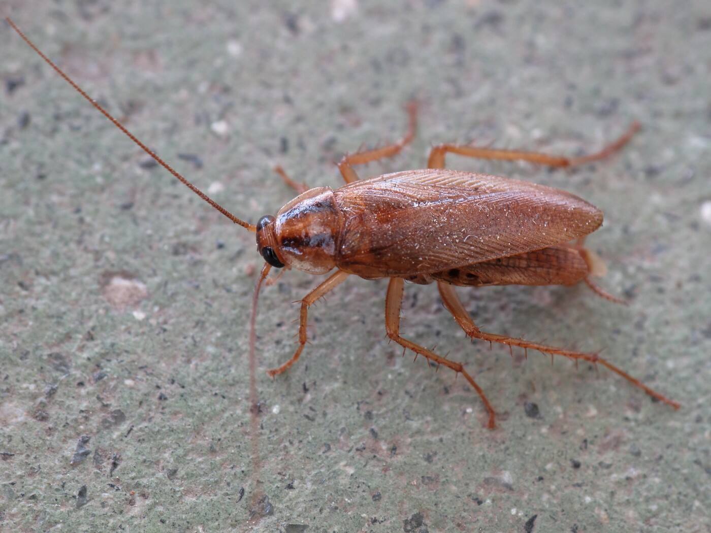 Bahay Pest Control - Cover photo