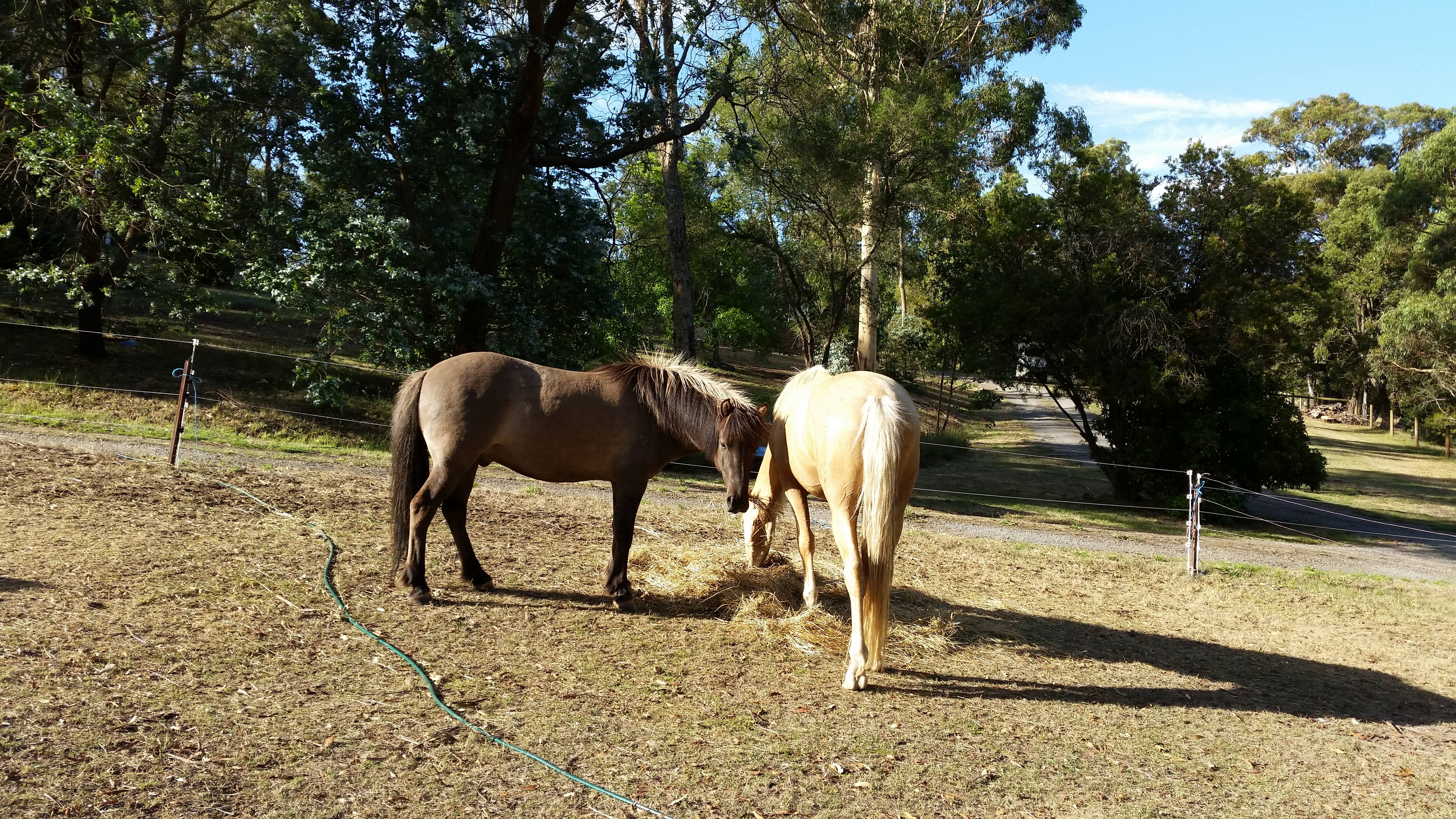 Ballarat Equine Assisted Psychotherapy - Logo