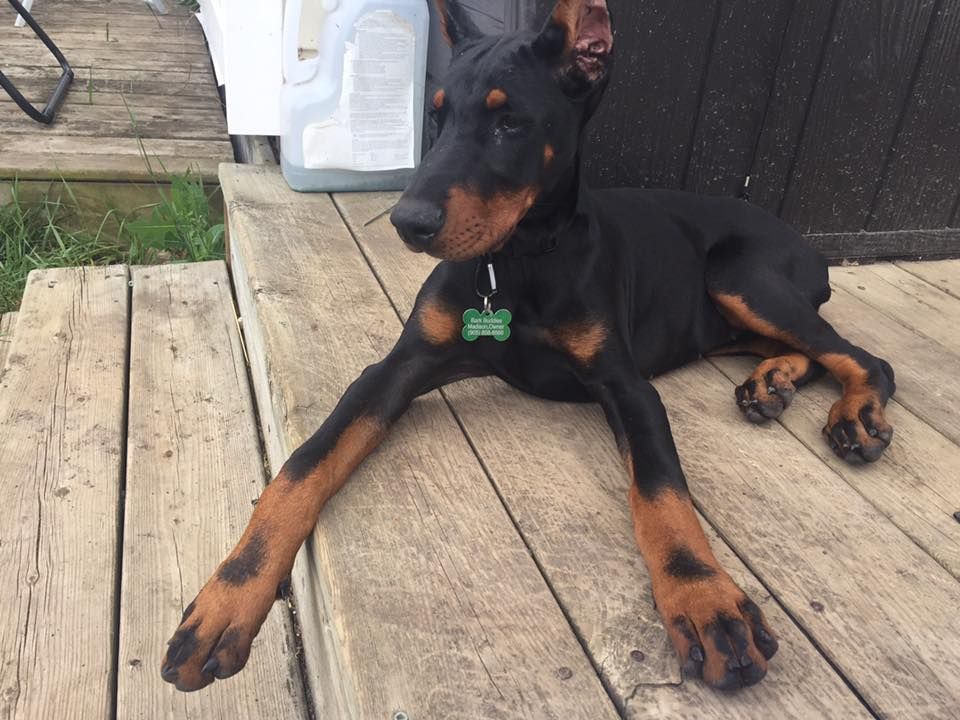 Bark Buddies - Cover photo