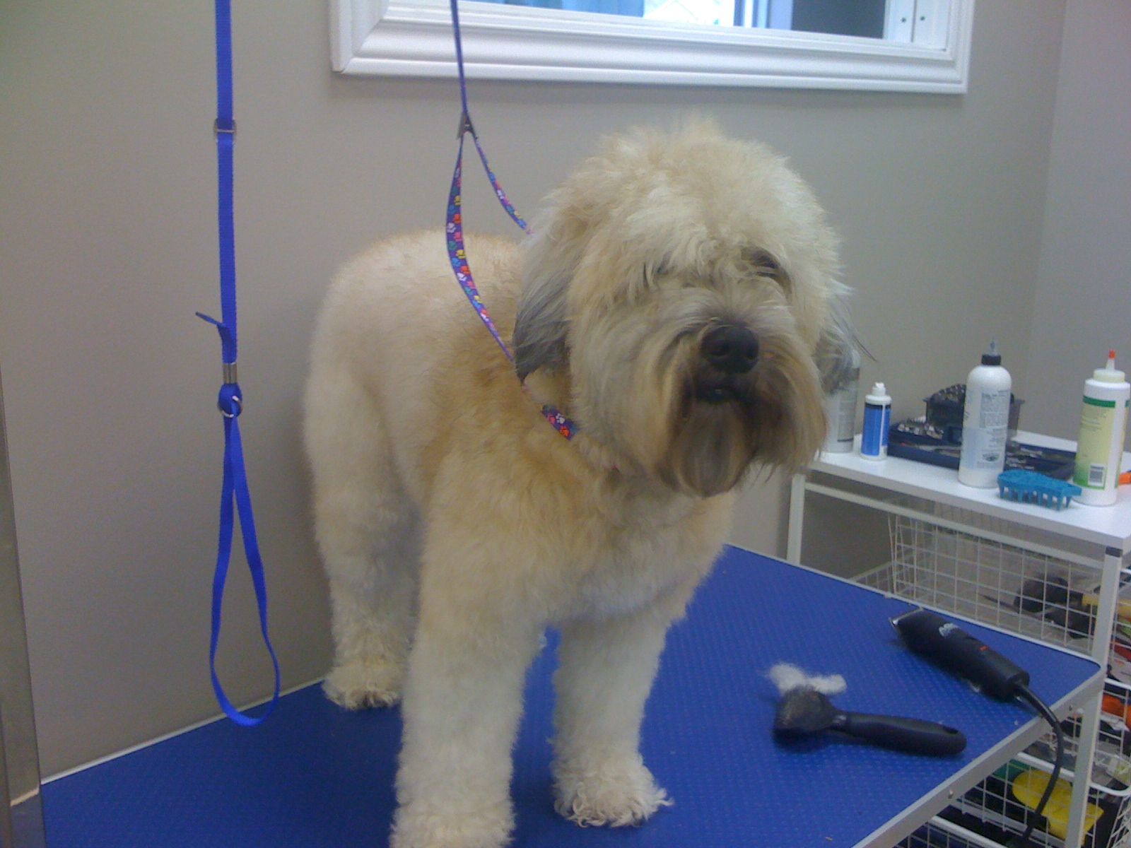 Bark! Grooming Boutique - Logo