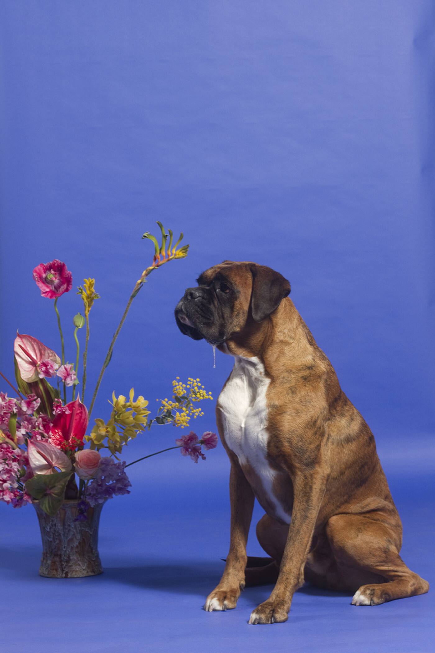 Barks and Recreation - Cover photo