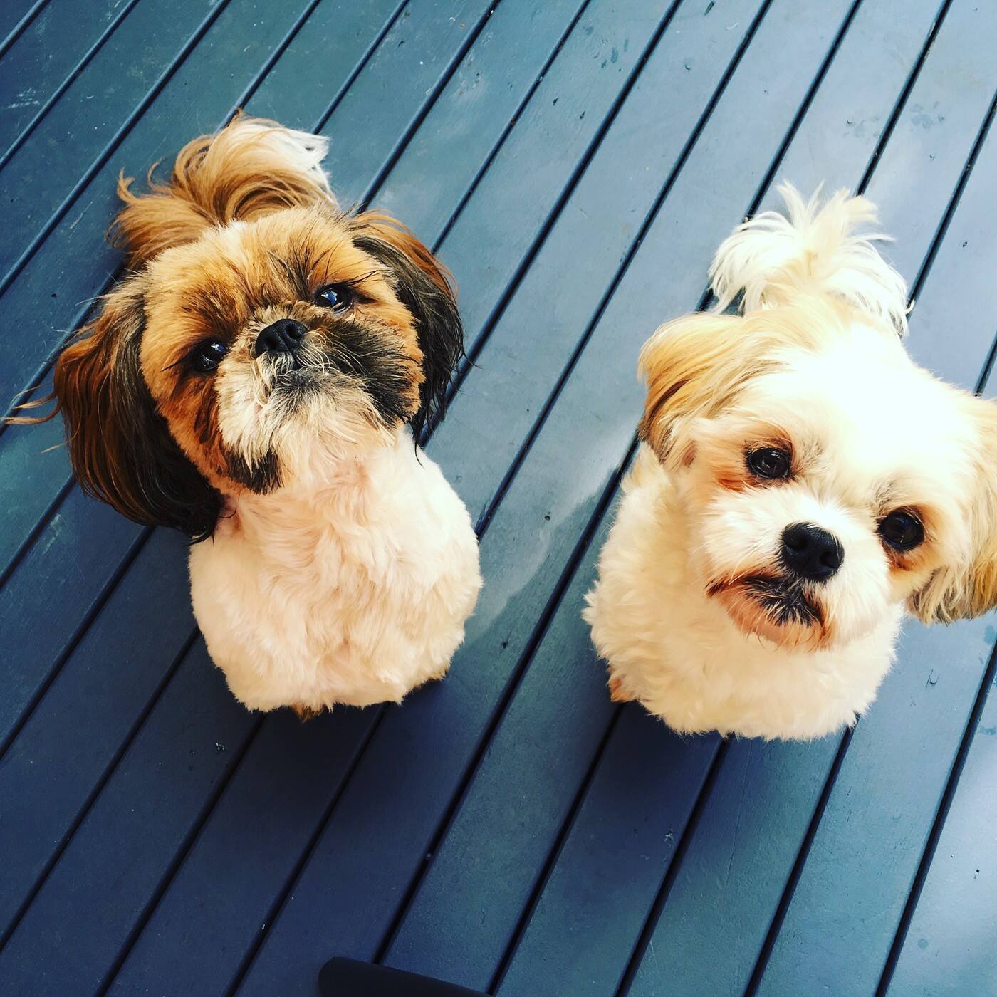 Bark Yard Blues Groomers - Cover photo