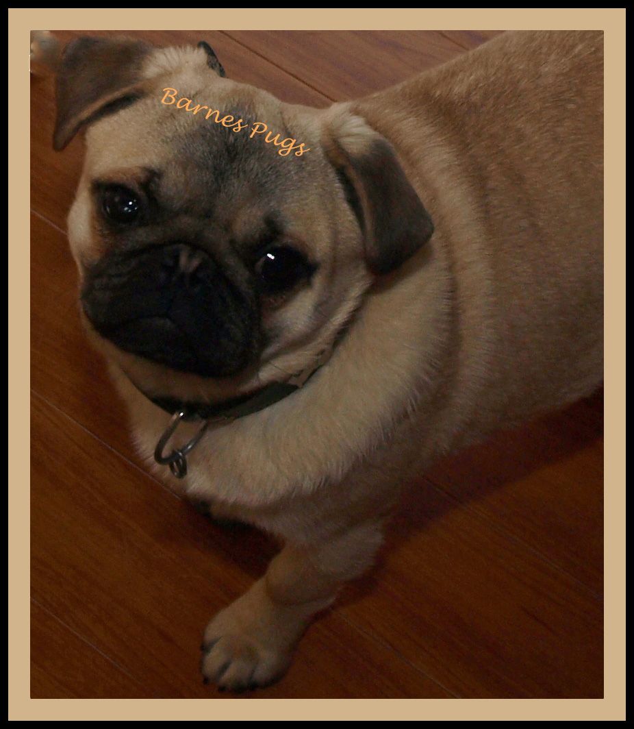 Barnes Pugs - Cover photo