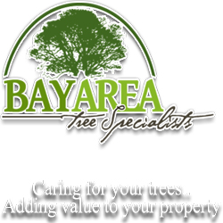 Bay Area Tree Specialists - Logo