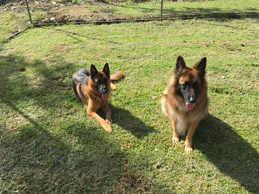 Bayview Canine Lodge - Cover photo