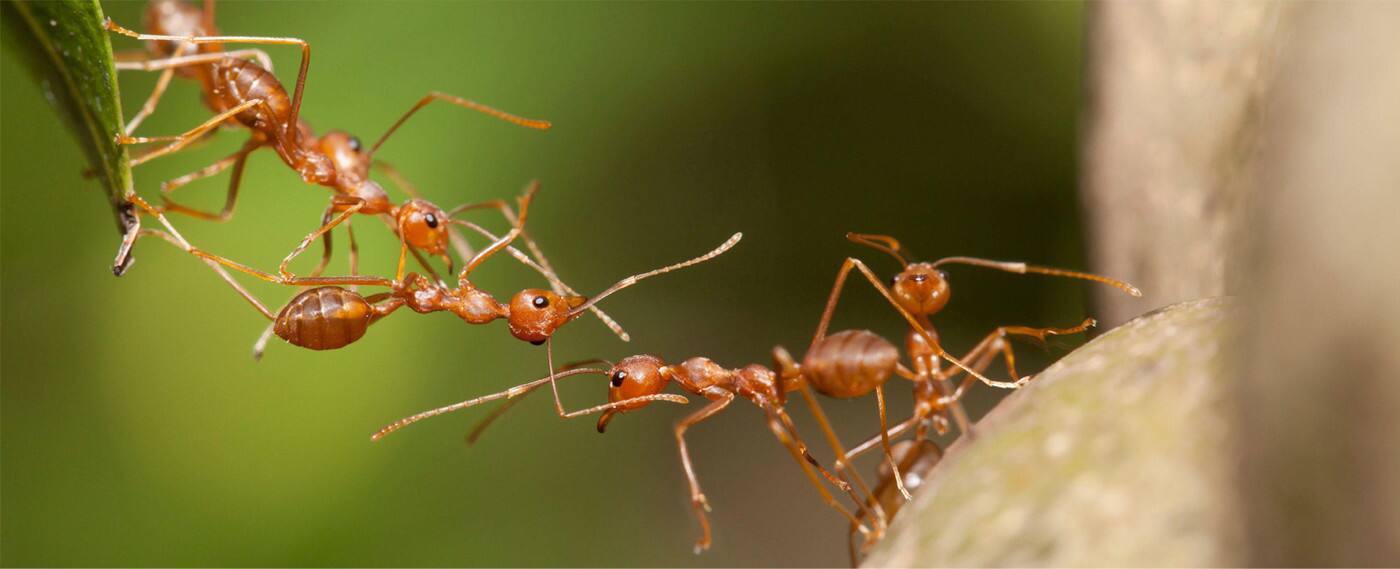 BD Pest and Termite Control - Logo
