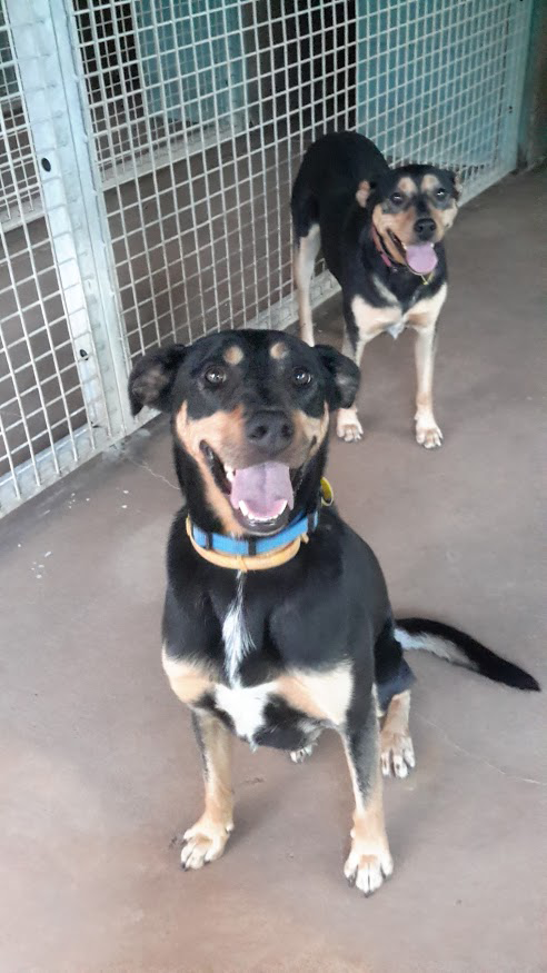 Bees Creek Boarding Kennels - Cover photo