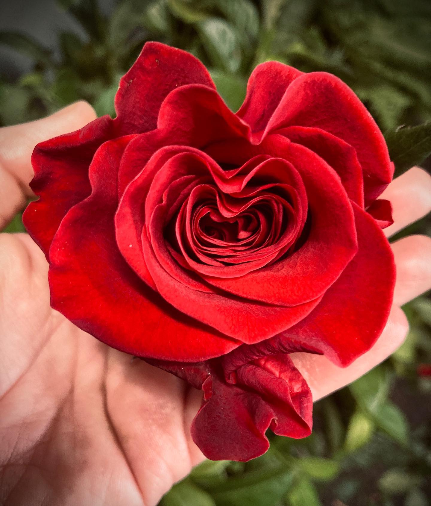Bella Floral Boutique - Logo