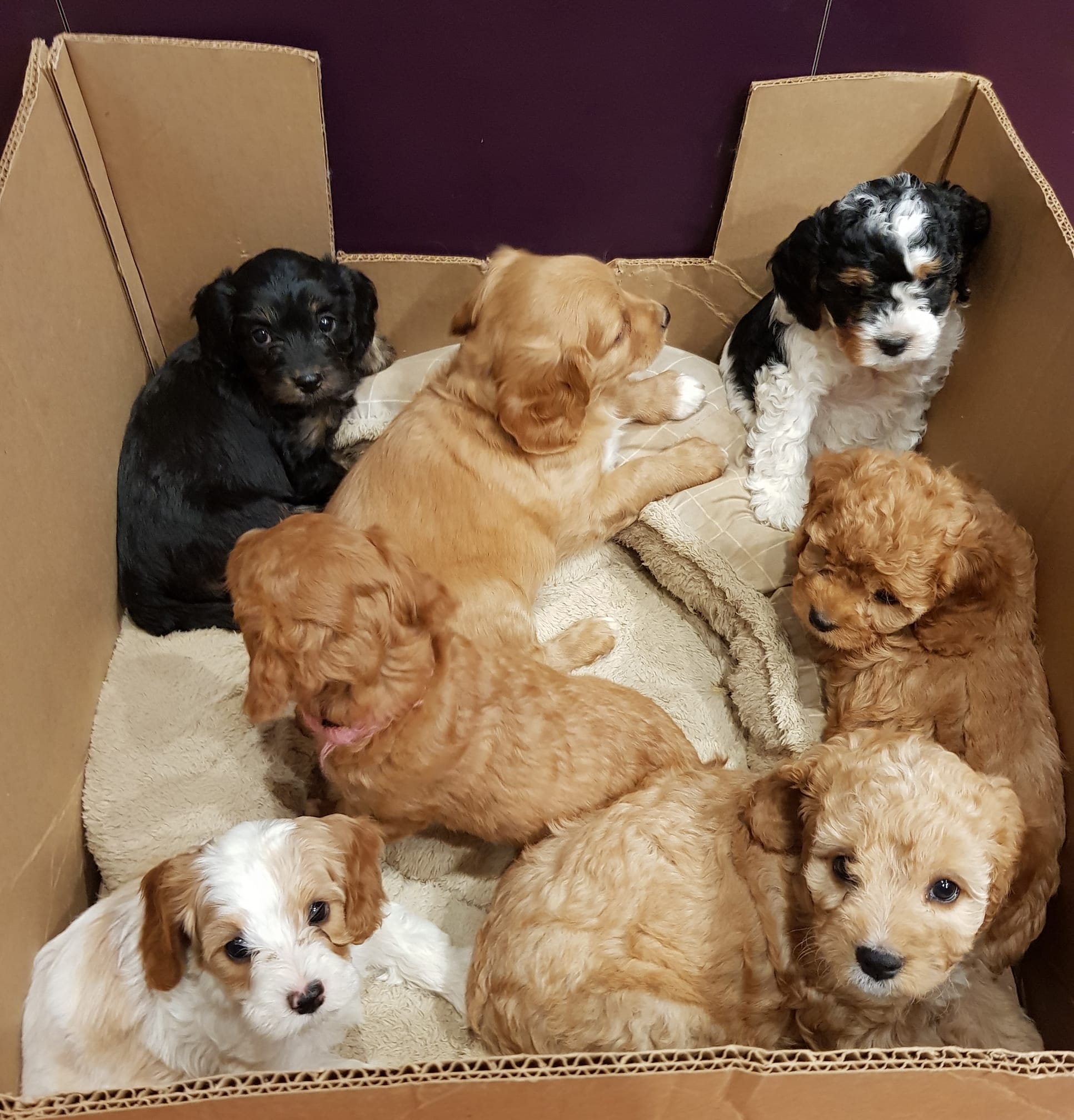 Bendigo Animal Hospital - Cover photo