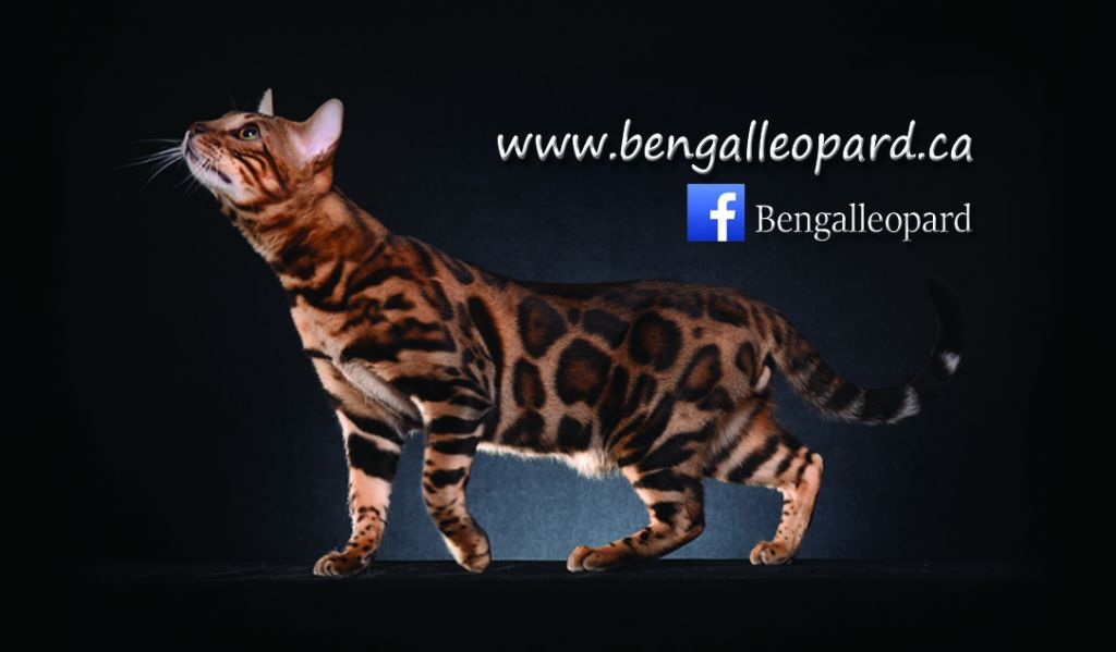 Bengal Leopard - Logo