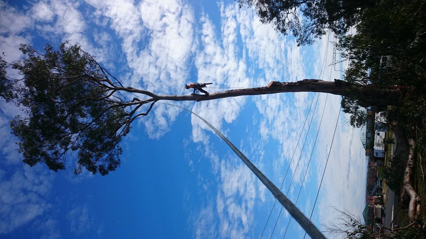 Ben's Tree Service - Cover photo