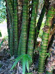 Berry Springs Bamboo - Cover photo