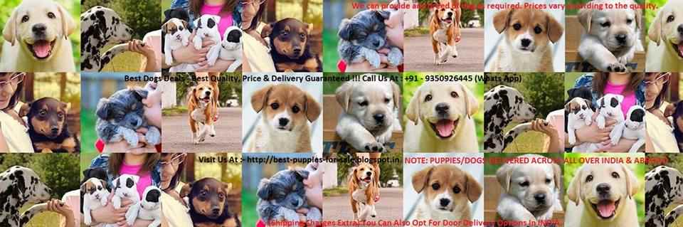 Best Dog Deals - Cover photo