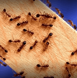 Best Pest Control Service - Logo