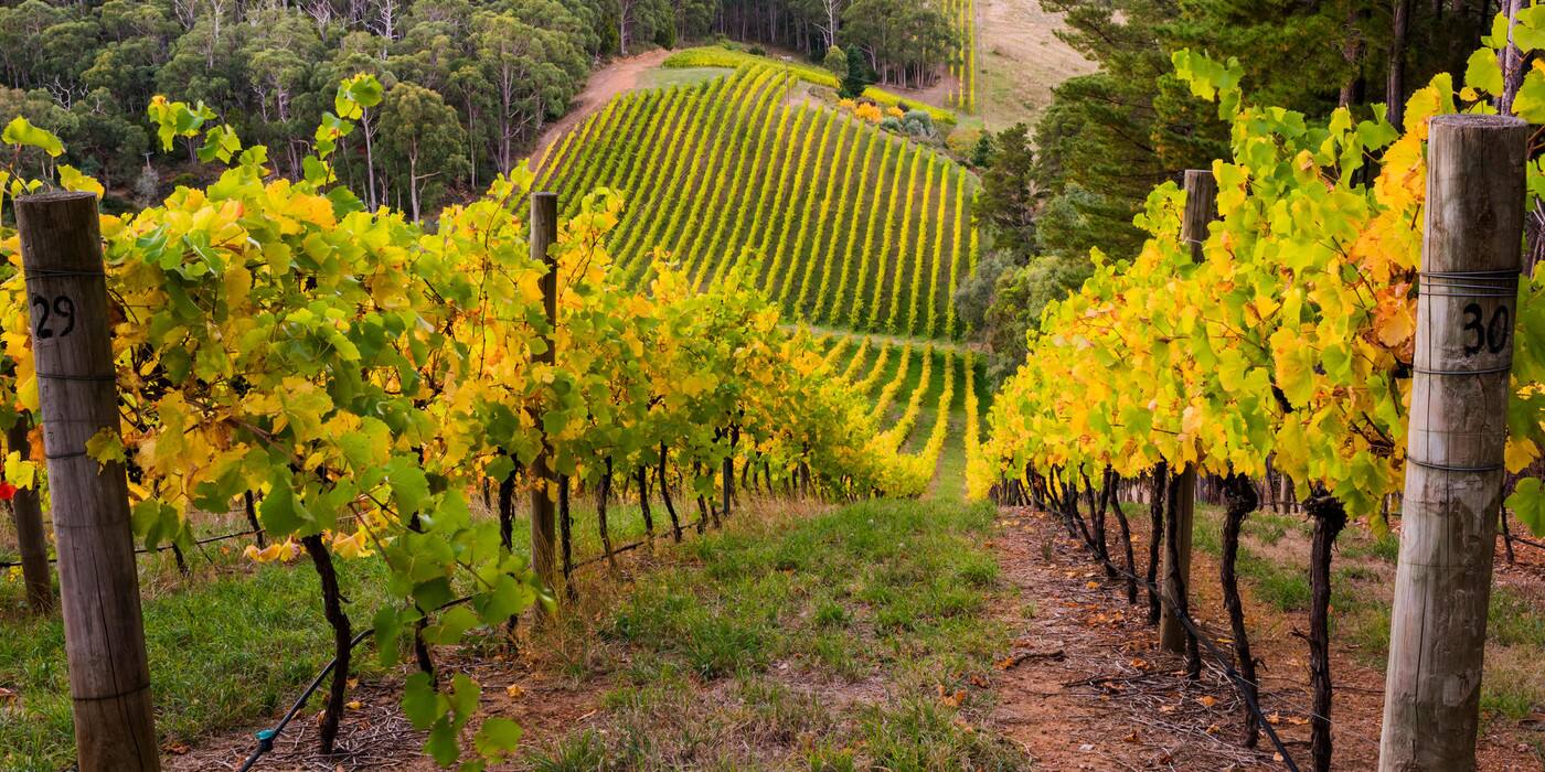 Best Wine Tours - Cover photo