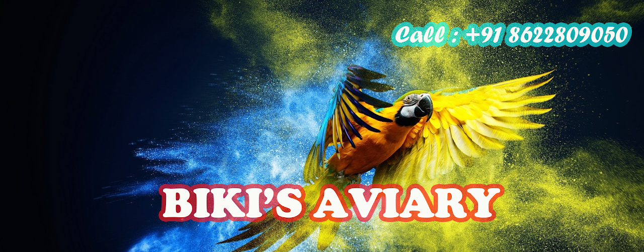 Biki S Aviary - Cover photo