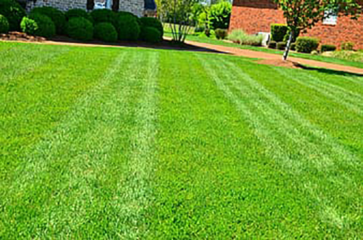 Bill Penny Buffalo Turf Supplies & Laying - Logo