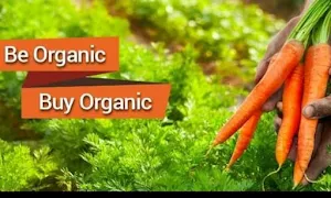 Bio Basics - Logo