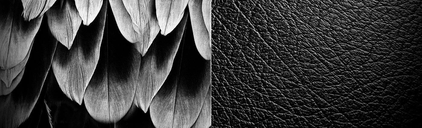 BIRD & BEAST - Cover photo