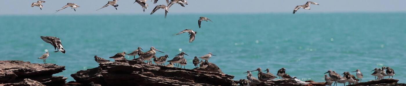 BirdLife Australia - Cover photo