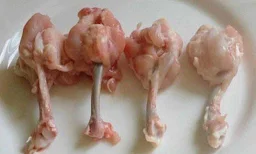 Bismillah Poultry - Logo